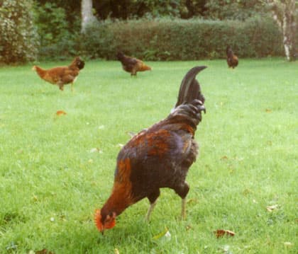 Anders Dahl – Kärrsilja, flockblomstriga 2
