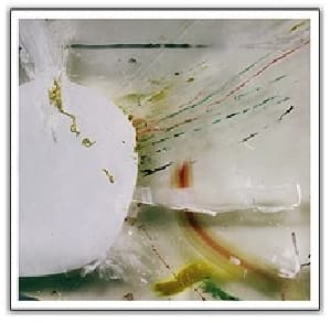 The Bird You Never Were