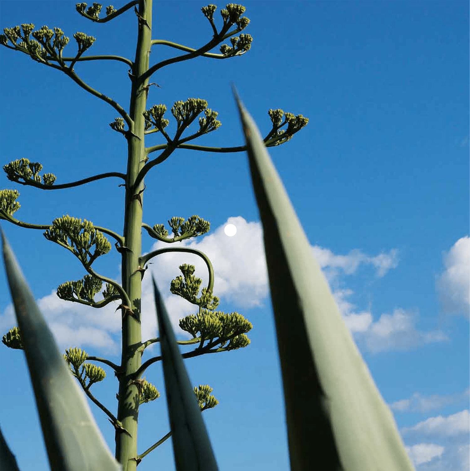 Hanna Hartman – Black bat