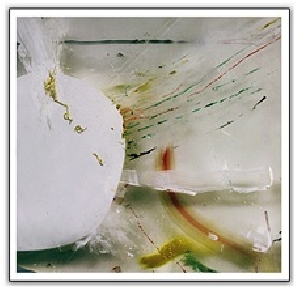 The Bird You Never Were